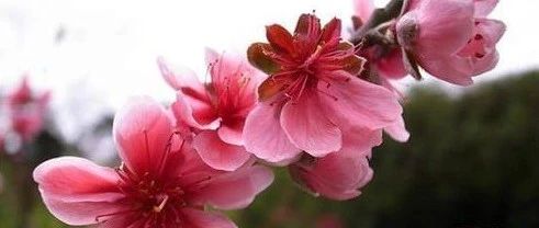 八字桃花煞与十神作用详解