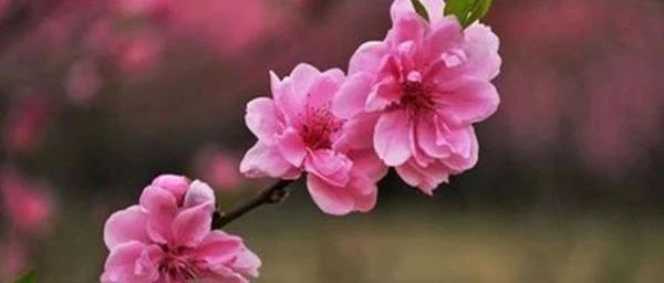 八字正桃花与烂桃花的具体区别